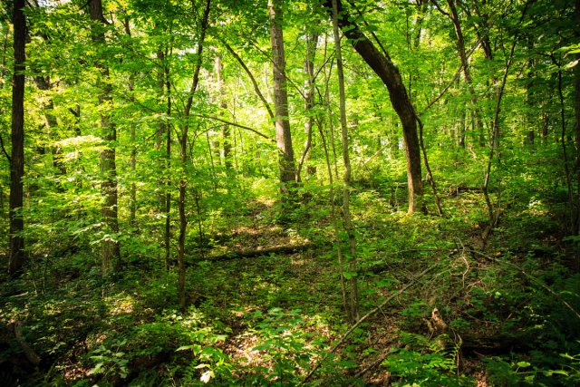 Trees in Wild River State Park